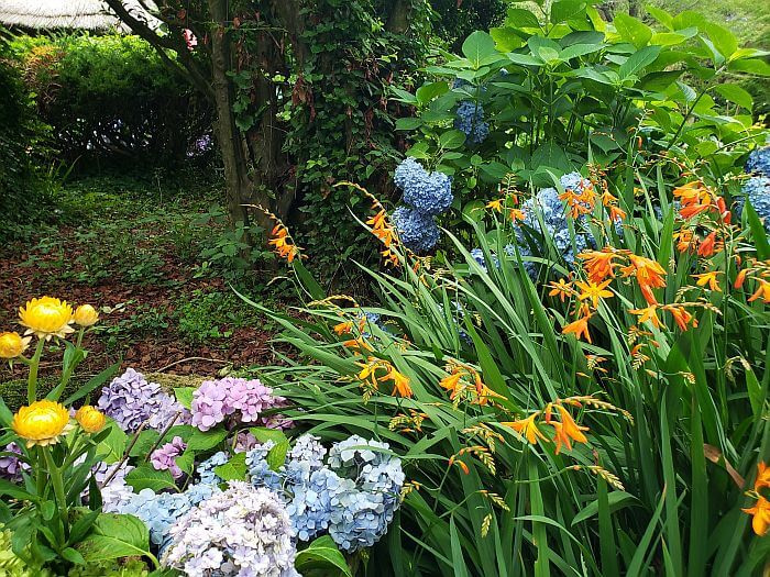 A variety of colors and types of flowers growing together