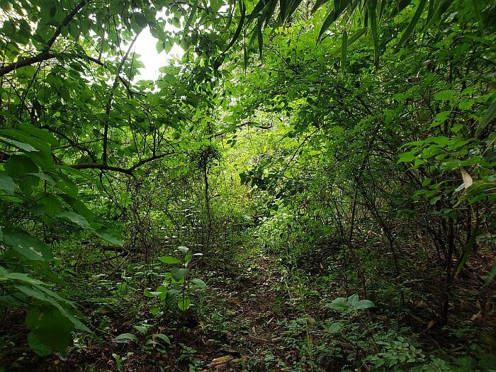 Vegetation off the main trail