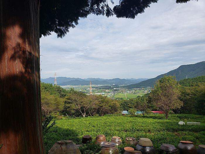 A view of the town and mountains next to the tree and green tea bushes