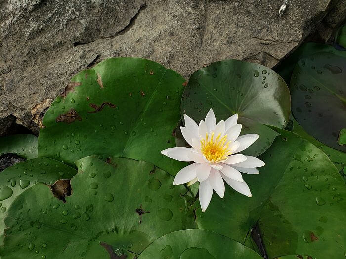A white-colored lily next to a rock in the water