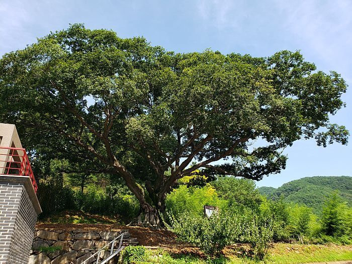 A view of the entire 550 year old tree on a hill next to a building