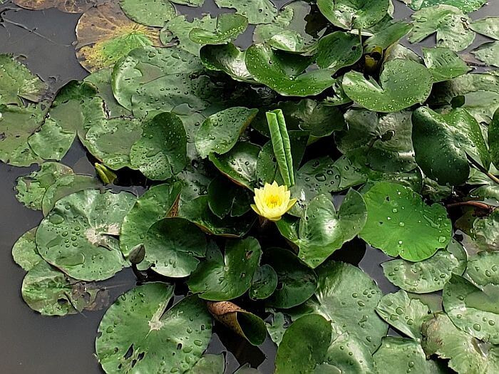 A yellow water lily and cluster of pads