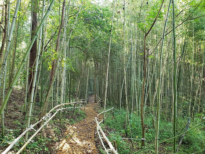 Bamboo railings along a path through a bamboo forest