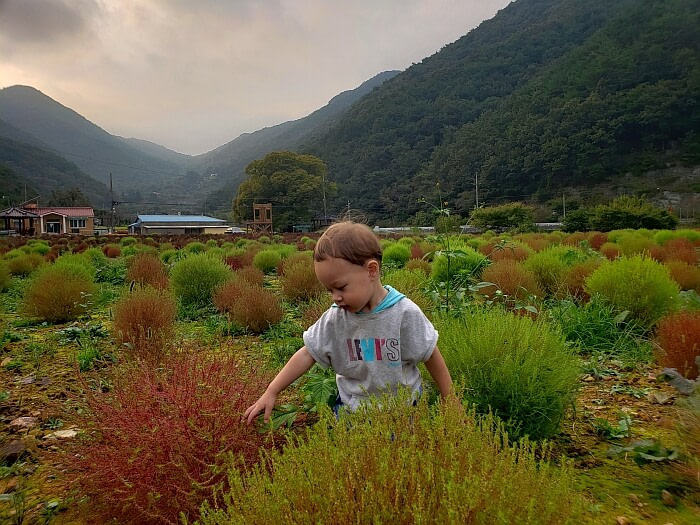 Baby Noah reaching out to touch a red dappsari plant