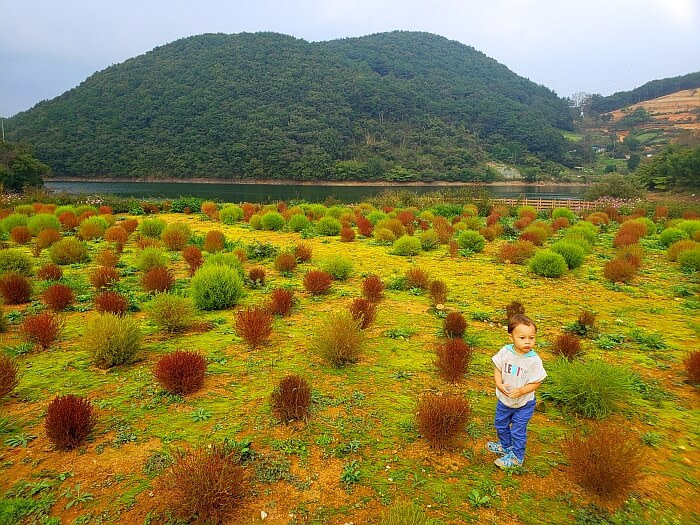 Baby Noah walking through a field of green and reddish-brown bushes