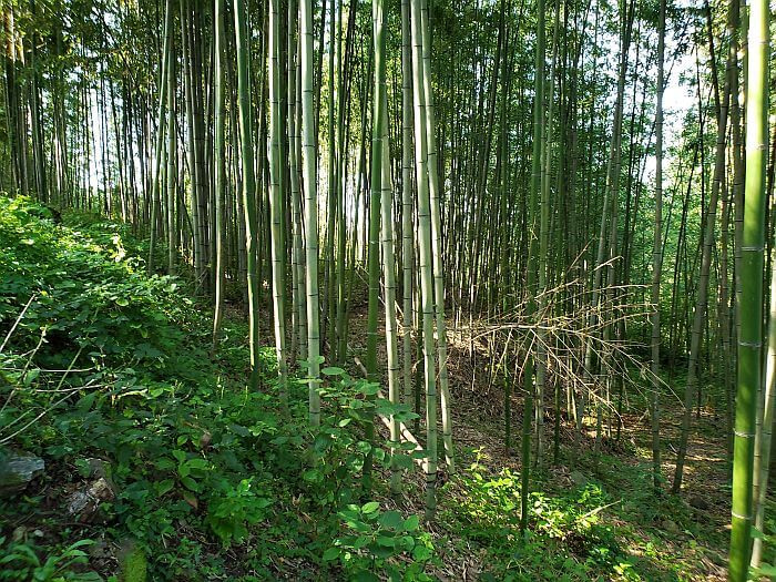 Bamboo growing among plants on a sloped mountainside