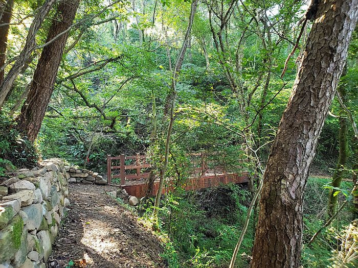A bridge across a small ravine in a forest