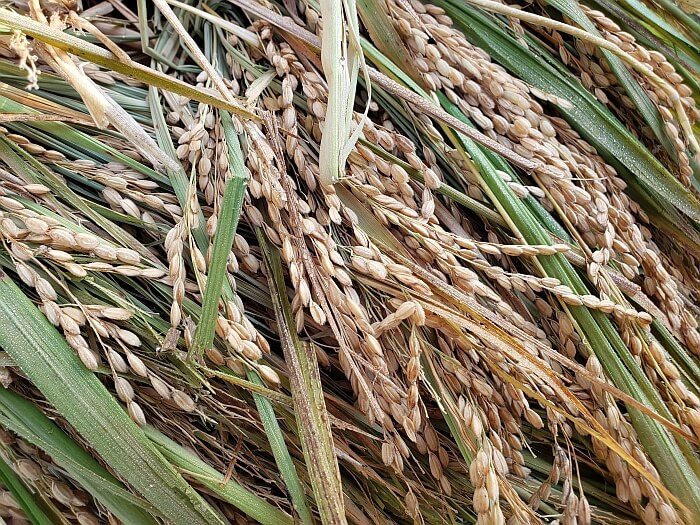 Closeup of rice grains on the plant stems