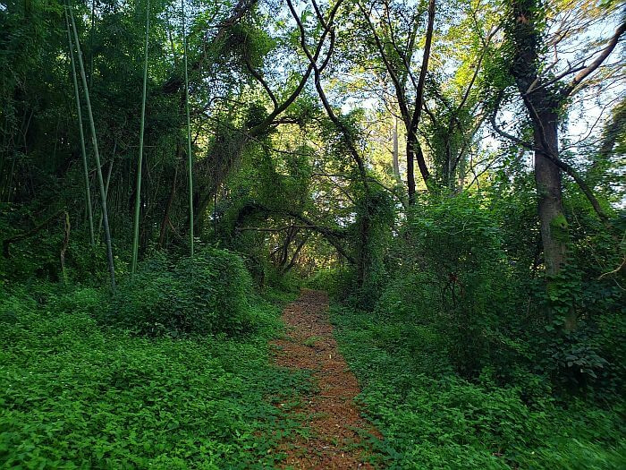 A dirt path between green foliage