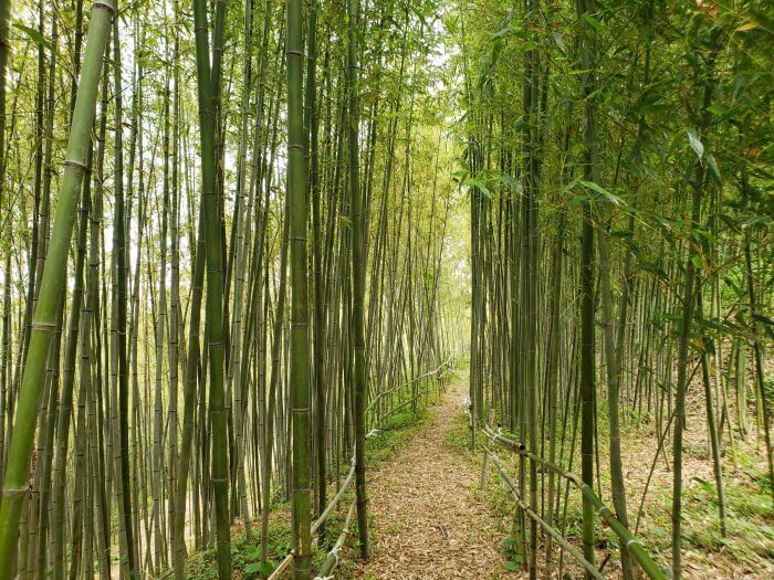 A dirt path covered with leaves through bamboo