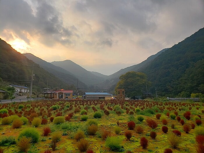 The entrance to Wolgok Village and a field of green and brown dappsari plants with the sun setting over mountains