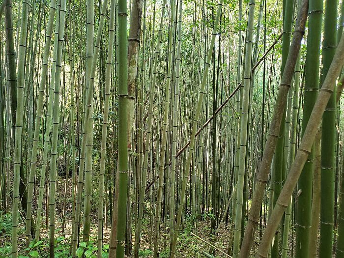 A fairly dense bamboo thicket
