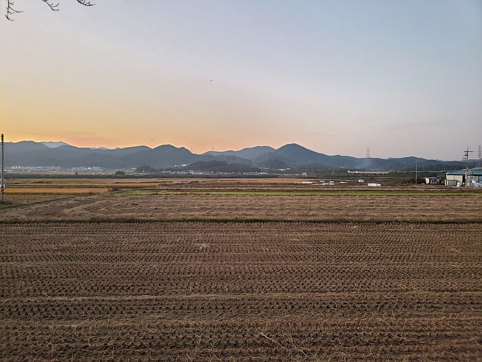 Fields of harvested rice