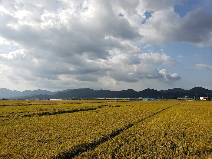 Golden rice fields with mountains in the background and a partly cloudy sky in late afternoon