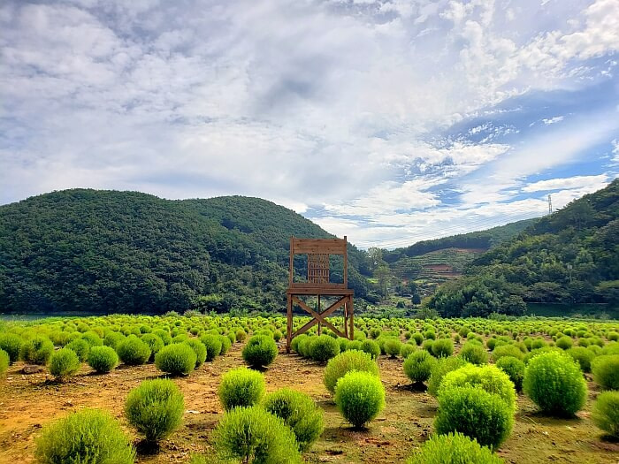 Green dappsari plants with a large, wooden chair at Wolgok Village