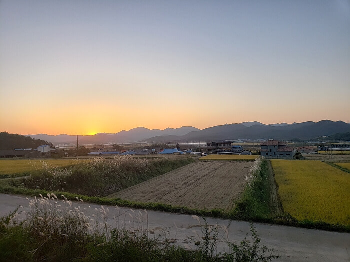 A harvested rice field between some rice fields not yet harvested with the sun almost set over the mountains on the horizon in a village