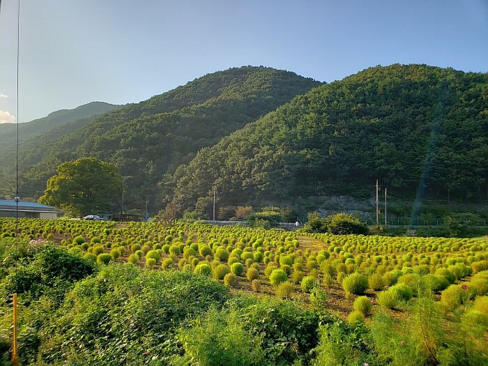 A large tree at the edge of a field with dappsari bushes at sunset