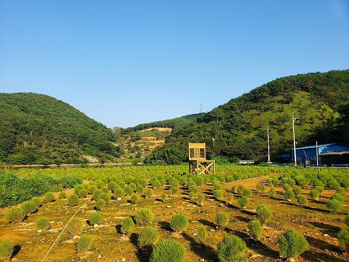 Long shadows cast by green bushes in a field with a large, wooden chair