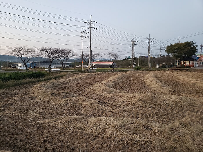 A harvested field of rice with loose stalks laying all over the field