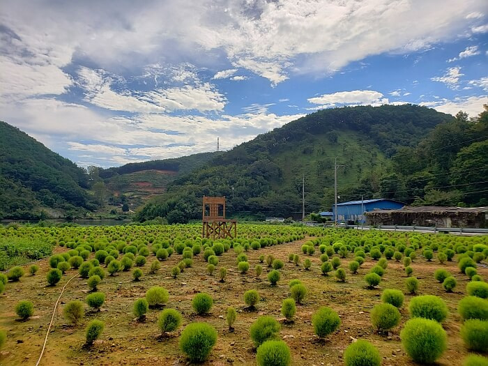 Many oval-shaped, green dappsari plants in a field with a large wooden chair