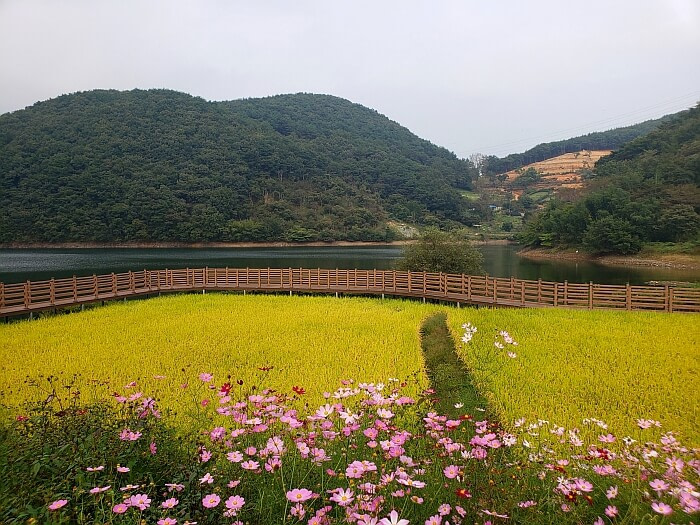Pink wild flowers in front of a golden rice paddy along a boardwalk