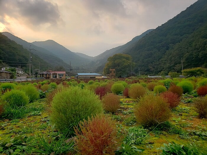 Red and green dappsari plants at sunset