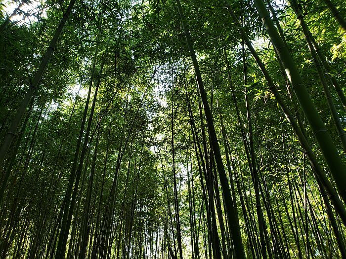 A tall forest of bamboo stalks and leaves