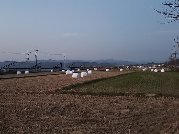 White bundles of wrapped hay scattered in some fields