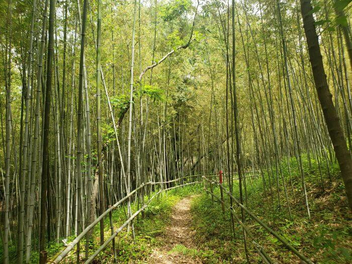 A winding path through bamboo