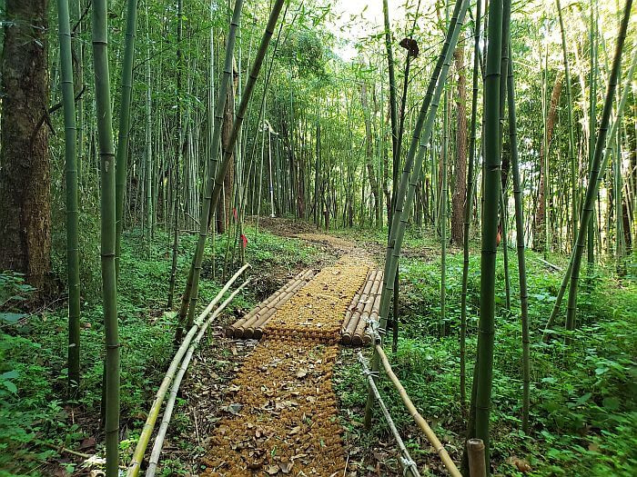 A woven path through foliage and bamboo