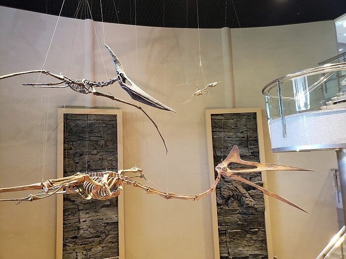 Flying dinosaur skeletons hanging from the ceiling