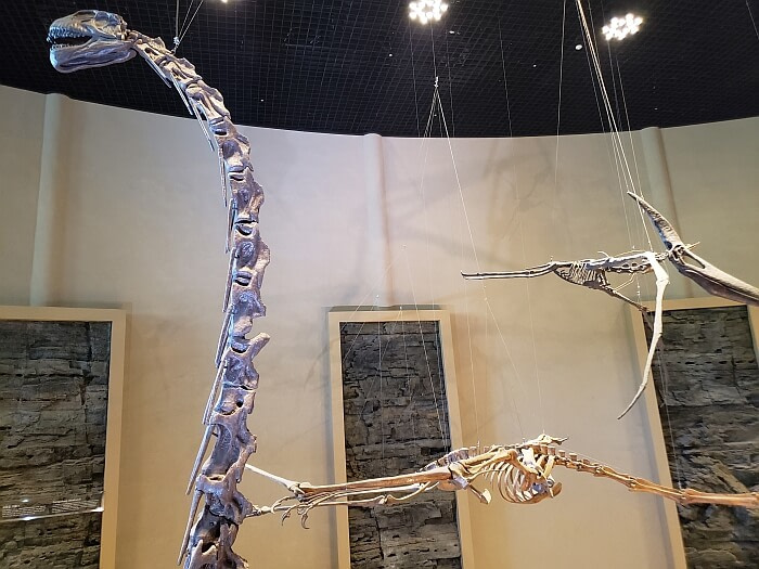 The head of a long-necked dinosaur skeleton high up next to flying dinosaur skeletons hanging from the ceiling