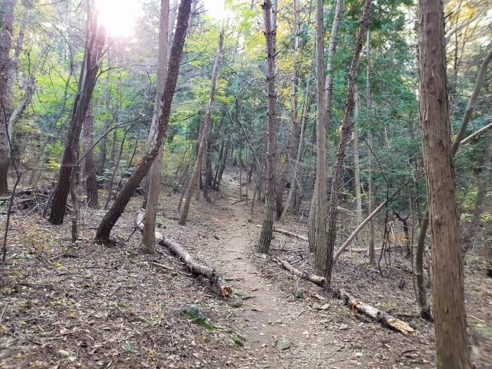A dirt path through a forest with a few fallen logs