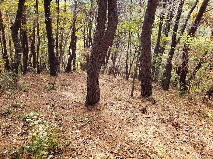 A downward view of pines growing on a mountainside