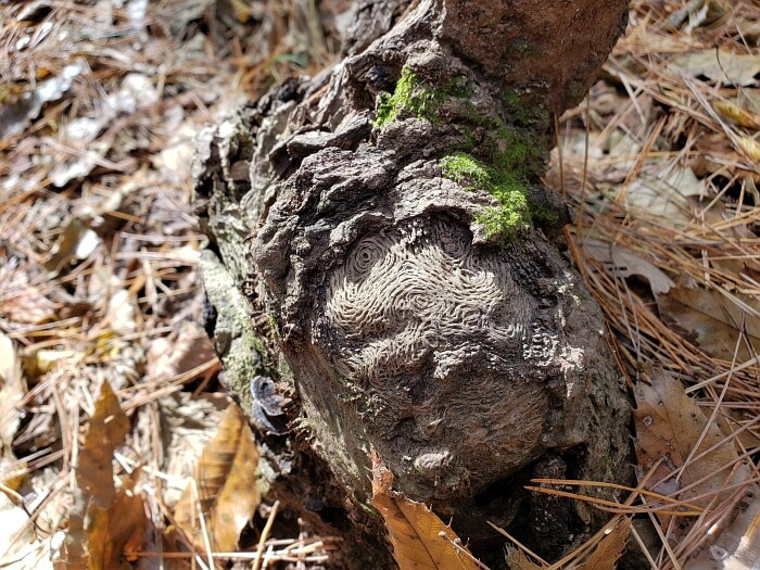 An intricately-carved piece of wood by an insect at Yeonhwasan Provincial Park