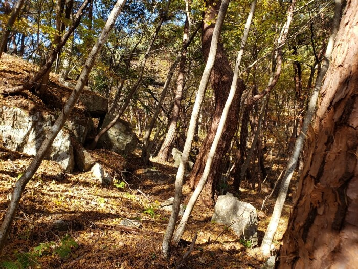 Large rocks in a forest with pines and other trees