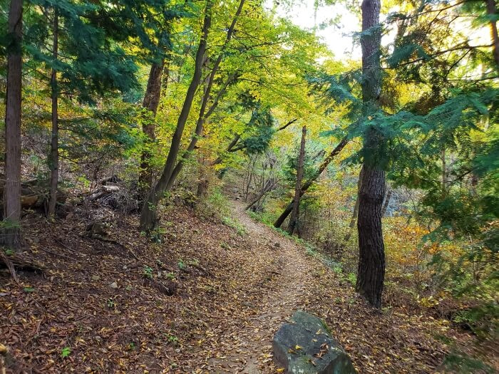 A path through the woods with fallen leaves