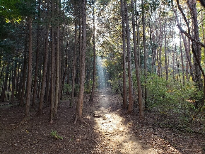 A ray of sunlight shining onto the forest floor between cypress trees