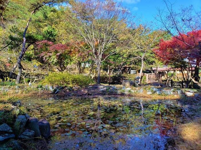 A red maple tree and a lily pond with a wooden bridge