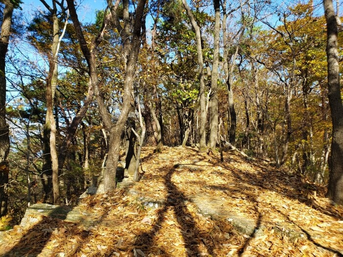 The top of a mountain ridge covered in leaves and small rocks