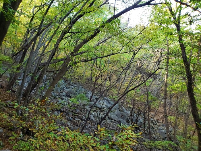 A bunch of scattered rocks laying on a hillside in the forest