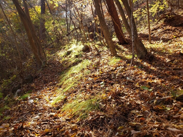 Sunlight shining on clumps of grass in the forest