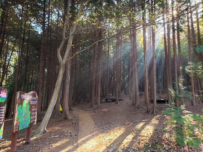 Sunlight shining through cypress trunks onto a forest path below