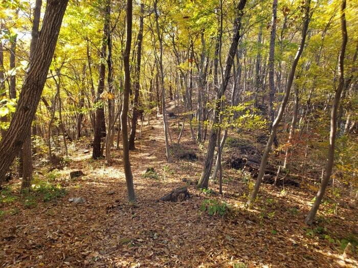 Trees with yellow leaves in a forest