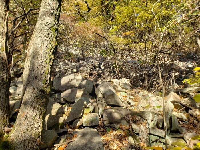 A tree growing through rocks scattered down a mountainside