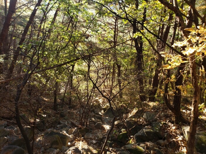 Sun peeking through the forest onto a rocky crevice
