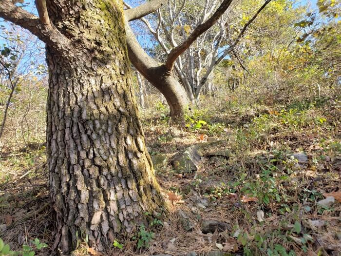 Trees growing on a grassy, rocky slope