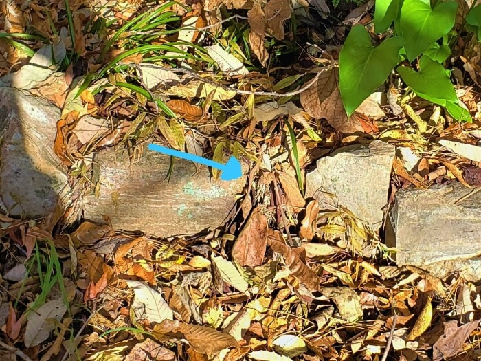 A wild lizard in Korea in fallen leaves