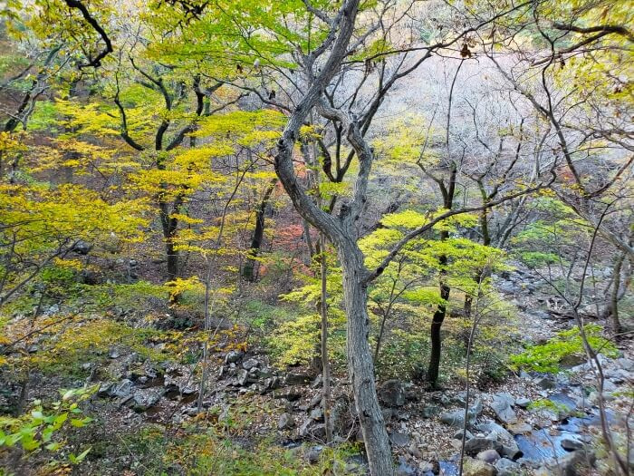 Autumn trees growing around a creek and rocks