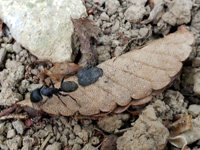 Black ant on a dead, brown leaf